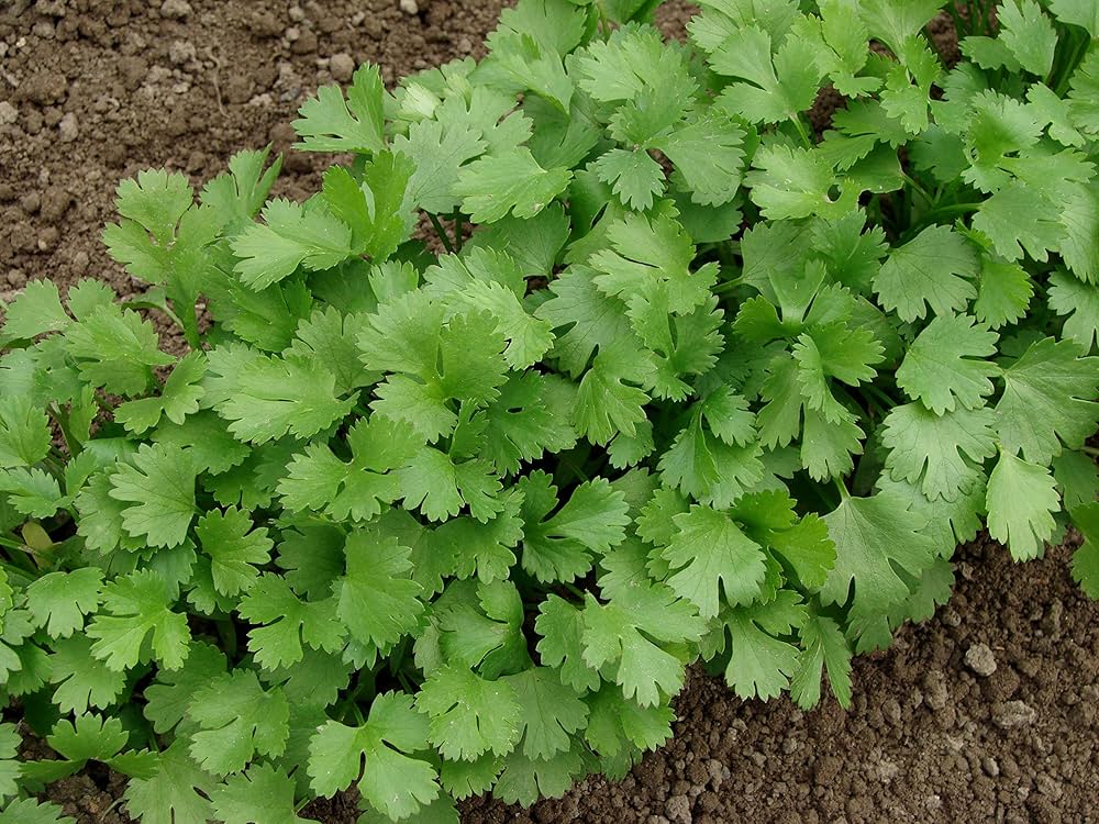 coriander leeafe - Alternate View